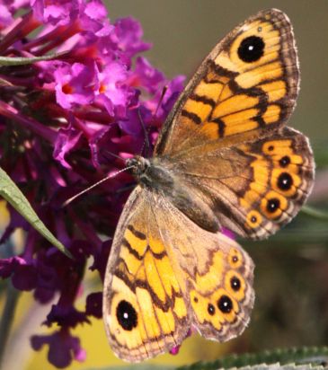 Wall Brown
Wall Brown (Lasiommata megera) 
Keywords: Butterfly