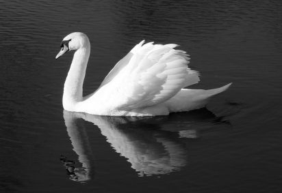 Swan
Keywords: Swan