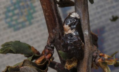 Black hairstreak Chrysalis
The black hairstreak is in the family Lycaenidae. This is a chrysalis from 2015.
Scientific name: Satyrium pruni
Keywords: Chrysalis