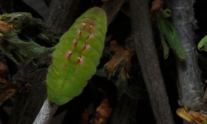 Black hairstreak
The black hairstreak larva is in the family Lycaenidae.
Scientific name: Satyrium pruni
Keywords: caterpillar