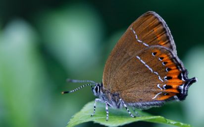 Black hairstreak
Satyrium pruni
Keywords: Butterfly