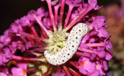 Sawfly caterpillar
Adult is like a small wasp.
Keywords: Insects