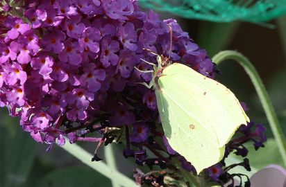 Brimstone
The Brimstone (Gonepteryx rhamni) is a butterfly of the Pieridae family.
Keywords: Butterfly
