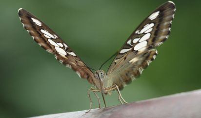 Brown and White Tropical.
Taken at Tropical Wings.
Keywords: Butterfly