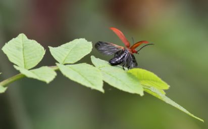 Cardinal beetle
Pyrochroa serraticornis
Keywords: Beetle