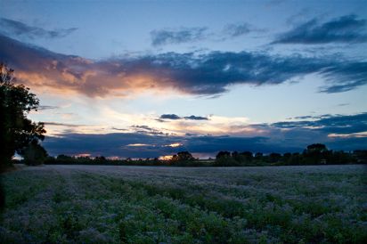 Colmworth Road
Field of borage.
Keywords: Landscapes
