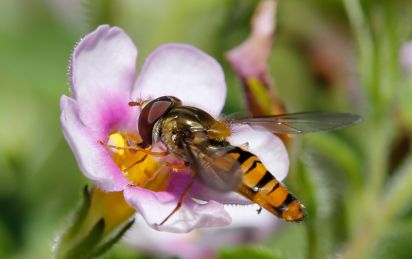 Hoverfly
Syrphidae family
Keywords: Insects