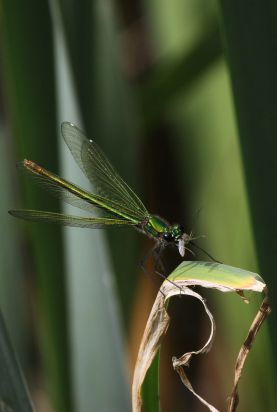 Demoiselle
Female Banded Demoiselle Damselfly (calopteryx Splendens)
Keywords: Dragonfly