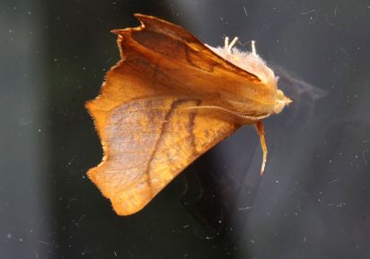 Dusky Thorn Moth
c
Keywords: Moth