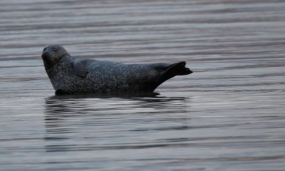 Seal
Always basking in the same place great subject by Balaclava Garage in Innellan
Keywords: Seal