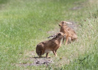Brown hares
The European hare (Lepus europaeus),
Keywords: Hares