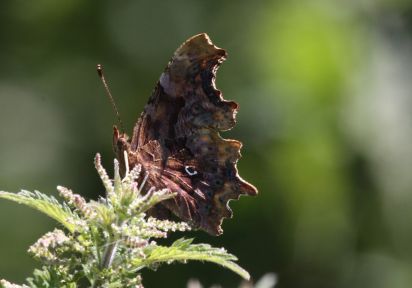 Comma
Polygonia c-album, known in the UK as the Comma
Keywords: Butterfly