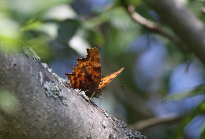 Comma
Polygonia c-album, known in the UK as the Comma
Keywords: Butterfly