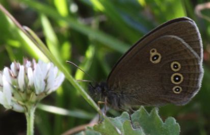 Ringlet
The Ringlet (Aphantopus hyperantus) is a butterfly in the family Nymphalidae.

Keywords: Butterfly