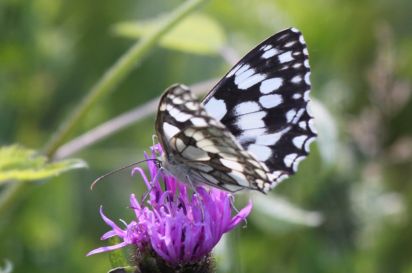 Marbeled white
The Marbled White (Melanargia galathea) is a butterfly in the family Nymphalidae.
Keywords: Butterfly