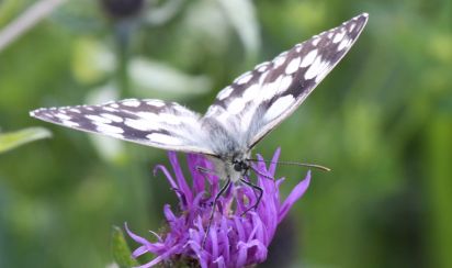 Marbeled white
The Marbled White (Melanargia galathea) is a butterfly in the family Nymphalidae.

Keywords: Butterfly
