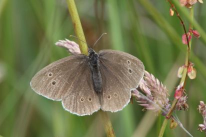 Ringlet
Scottish Ringlet taken in Western Scotland July 2011.
The Ringlet (Aphantopus hyperantus) is a butterfly in the family Nymphalidae.

Keywords: Butterfly