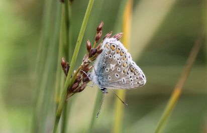Common Blue
The Common Blue (Polyommatus icarus) is a small butterfly in the family Lycaenidae.
Keywords: Butterfly