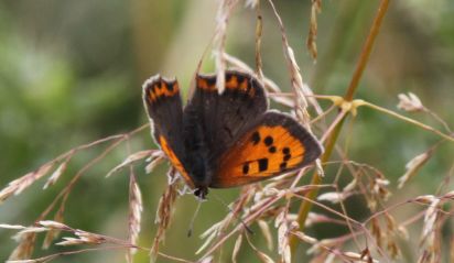 Small Copper
The Small Copper Lycaena phlaeas eleus — England, Wales, Scotland
Keywords: Butterfly