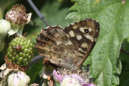 Speckled Wood 
The Speckled Wood (Pararge aegeria) is a butterfly found in and on the borders of woodland throughout much of Europe.
Keywords: Butterfly