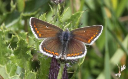 Brown Argus
Taken while on a butterfly walk with the butterfly conservation in Barton Cambridgeshire. 
The Brown Argus (Aricia agestis) is a butterfly in the family Lycaenidae.
Keywords: Butterfly