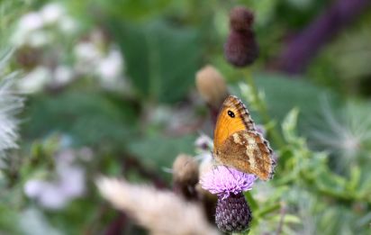 Meadow Brown
The Meadow Brown, Maniola jurtina, is a butterfly found in European meadows, where its larvae feed on grasses, such as Sheep's Fescue.
Keywords: Butterfly