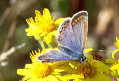 Common Blue
The Common Blue (Polyommatus icarus) is a small butterfly in the family Lycaenidae.
Keywords: Butterfly
