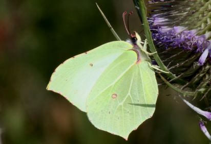 Brimstone
The Common Brimstone (Gonepteryx rhamni) is a butterfly of the Pieridae family.

Keywords: Butterfly