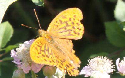 Silver-washed Fritillary 
The Silver-washed Fritillary (Argynnis paphia) is a European species of butterfly, which was in decline for much of the 1970s and 1980s, but seems to be coming back to many of its old territories.
Keywords: Butterfly