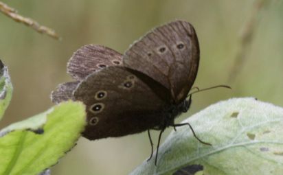 Ringlet
The Ringlet (Aphantopus hyperantus) is a butterfly in the family Nymphalidae.
Keywords: Butterfly