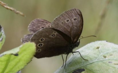 Ringlet
The Ringlet (Aphantopus hyperantus) is a butterfly in the family Nymphalidae.
Keywords: Butterfly