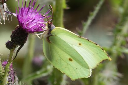 Brimstone
The Common Brimstone (Gonepteryx rhamni) is a butterfly of the Pieridae family.
Keywords: Butterfly