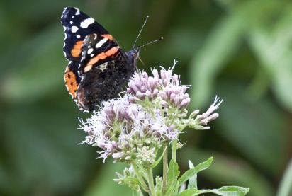 Red Admiral
The Red Admiral or Vanessa atalanta
Keywords: Butterfly