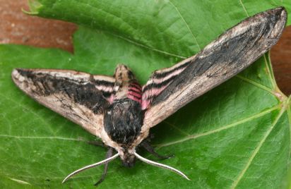Privet Hawk Moth
Sphinx ligustri, known as the Privet Hawk Moth, is a species of moth found in most of the Palearctic ecozone.It has a 12 centimetres (4.7 in) wingspan, and is found in urban areas, forests and woodlands.The male Privet Hawk-moth can make a hissing sound, if disturbed, by rubbing together a set of scales and spines at the end of its abdomen.
Keywords: Moth