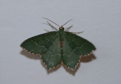 Common emerald
The Common Emerald (Hemithea aestivaria) is a moth of the family Geometridae.
Keywords: Moth