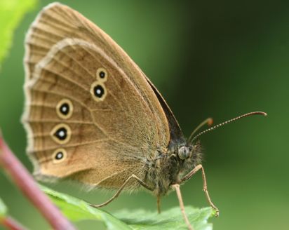 Ringlet
The Ringlet (Aphantopus hyperantus) is a butterfly in the family Nymphalidae.
Keywords: Butterfly