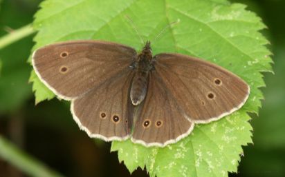 Ringlet
The Ringlet (Aphantopus hyperantus) is a butterfly in the family Nymphalidae.

Keywords: Butterfly
