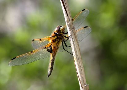 Four-spotted Chaser
Four-spotted Chaser
Libellula quadrimaculata

Keywords: Dragonfly