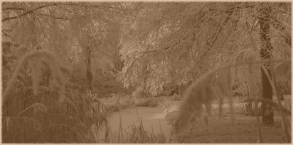 Moody frost
Sugar coated trees
Keywords: Landscape