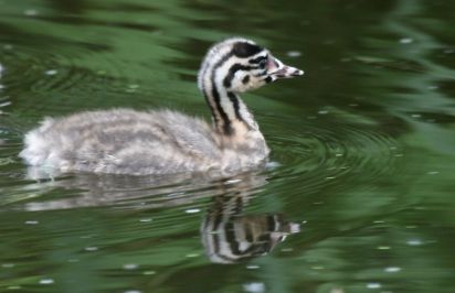 Great Crested Grebe
The Great Crested Grebe (Podiceps cristatus)
Keywords: Bird