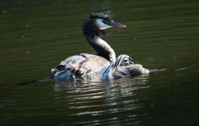 Great Crested Grebe
The Great Crested Grebe (Podiceps cristatus)
Keywords: Bird