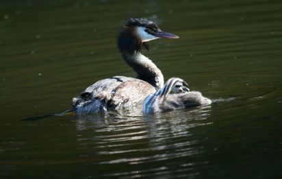 Great Crested Grebe
The Great Crested Grebe (Podiceps cristatus)
Keywords: Bird