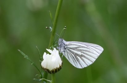Green veined white
Green-veined White (Pieris napi)
Keywords: Butterfly
