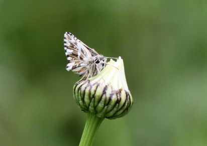 Grizzled Skipper
The Grizzled Skipper Pyrgus malvae is a butterfly of the Hesperiidae family.
Keywords: Hesperiidae