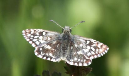 Grizzled Skipper
The Grizzled Skipper Pyrgus malvae is a butterfly of the Hesperiidae family
Keywords: Butterfliy