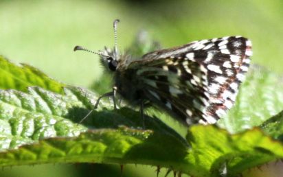 Grizzled Skipper
The Grizzled Skipper Pyrgus malvae is a butterfly of the Hesperiidae family
Keywords: Butterfliy