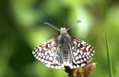 Grizzled Skipper
The Grizzled Skipper Pyrgus malvae is a butterfly of the Hesperiidae family
Keywords: Butterfliy