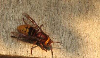 Hornet
Taken at Paxton Pits
Keywords: Insects
