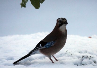 Jay
Member of the crow family. Eurasian Jay (Garrulus glandarius)
Keywords: Birds