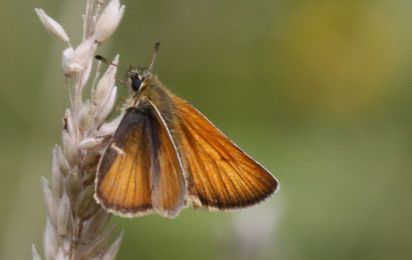 Large Skipper
Large Skipper (Ochlodes sylvanus). I spotted a large amount of these small butterflies during a walk in Brampton wood on August 10th 2012
Keywords: Butterfly